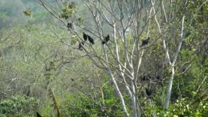 Beautiful Birds Perched On Trees, Very Lovely Landscape, Five Hours Of Soothing Music