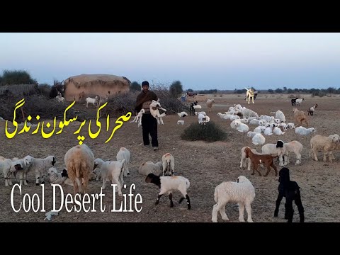 living in desert mud houses in desert lifestyle in Pakistan