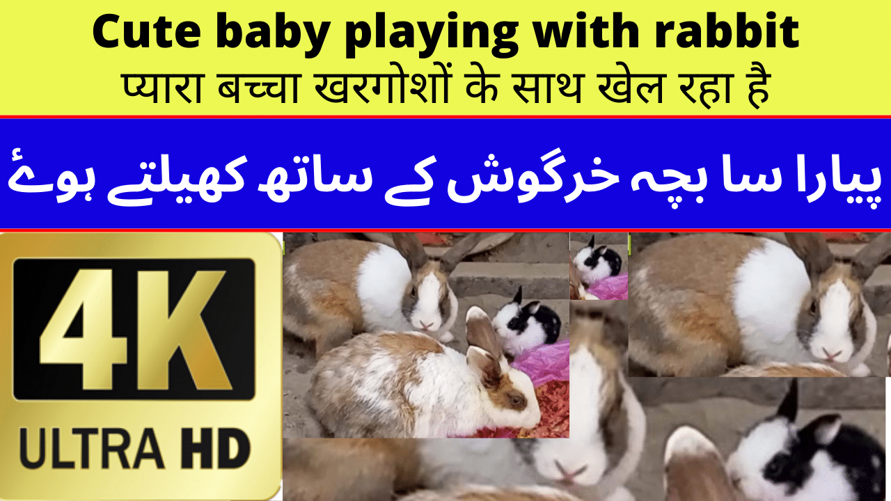 Cute Baby Playing With Rabbit, Cute Baby, Cute Bunny, 4K